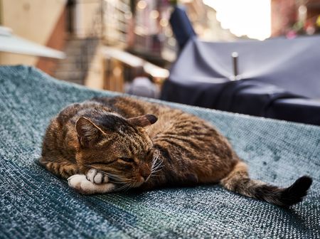 dieren_rome_katten_honden (1)
