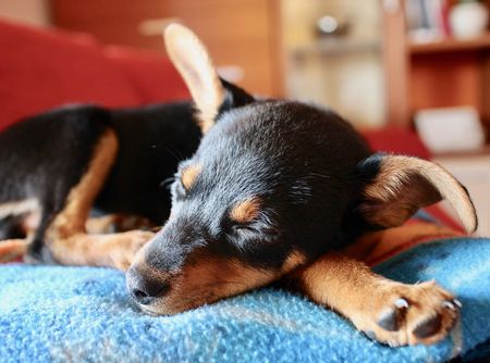 dieren_rome_katten_honden (8)