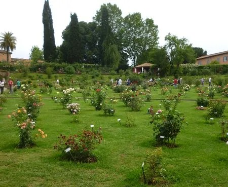 rozentuin_rome (8)