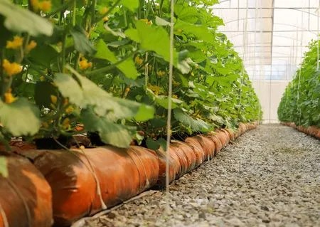 Nachtvorst zorgt voor landbouwcrisis in Rome meloen (2)