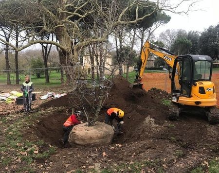 Villa Borghese kloont 400 jaar oude boom plataan(4)