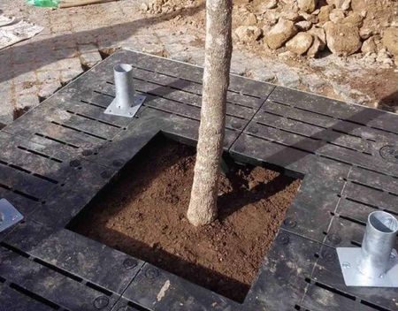 Eindelijk bomen op Piazza di San Silvestro silvestro(20)