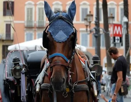 Rome bant paardenkoetsen uit stadscentrum botticelle (3)