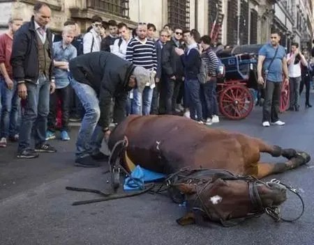 Rome bant paardenkoetsen uit stadscentrum botticelle (1)