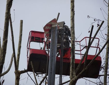 spreeuw15 (3)