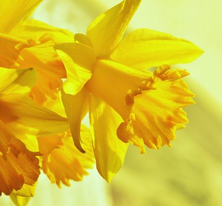 narcis