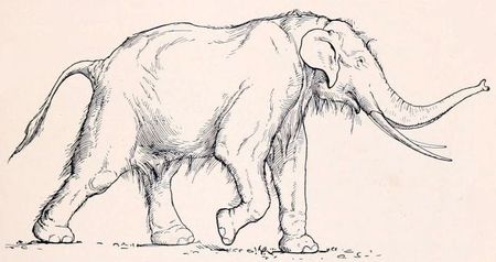 De olifant van de verdwenen Velia-heuvel olifant (9)