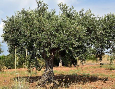 Productie olijfolie kampt met problemen door extreme droogte olijfboom