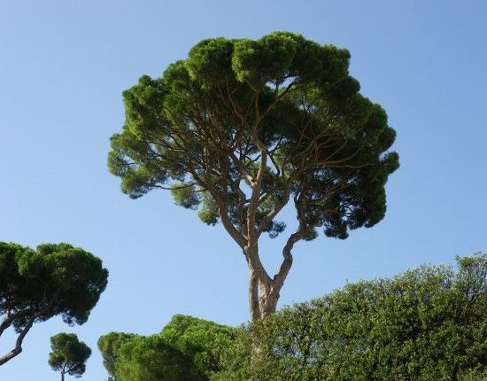 parasolden_pijnboom(6)
