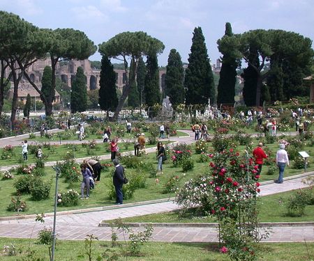 Rome annuleert verkiezing mooiste roos rosetocommunale(1)