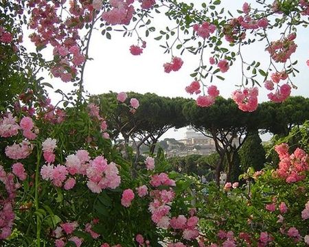 Rome annuleert verkiezing mooiste roos rosetocommunale(2)