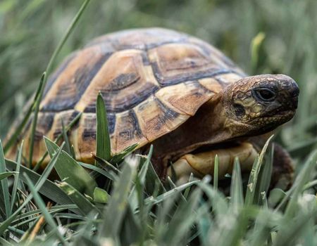 schildpad